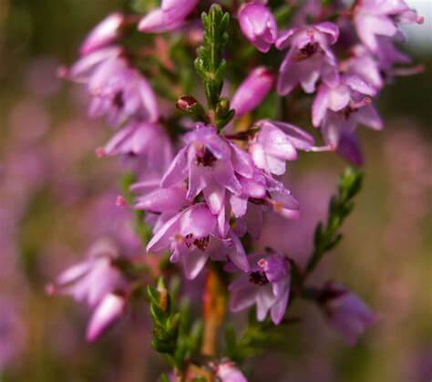 image-plantes