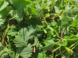 Hydrolat d'orties - Urtica dioica L.
