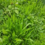 Hydrolat de Plantain - Plantago