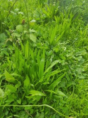 Hydrolat de Plantain - Plantago