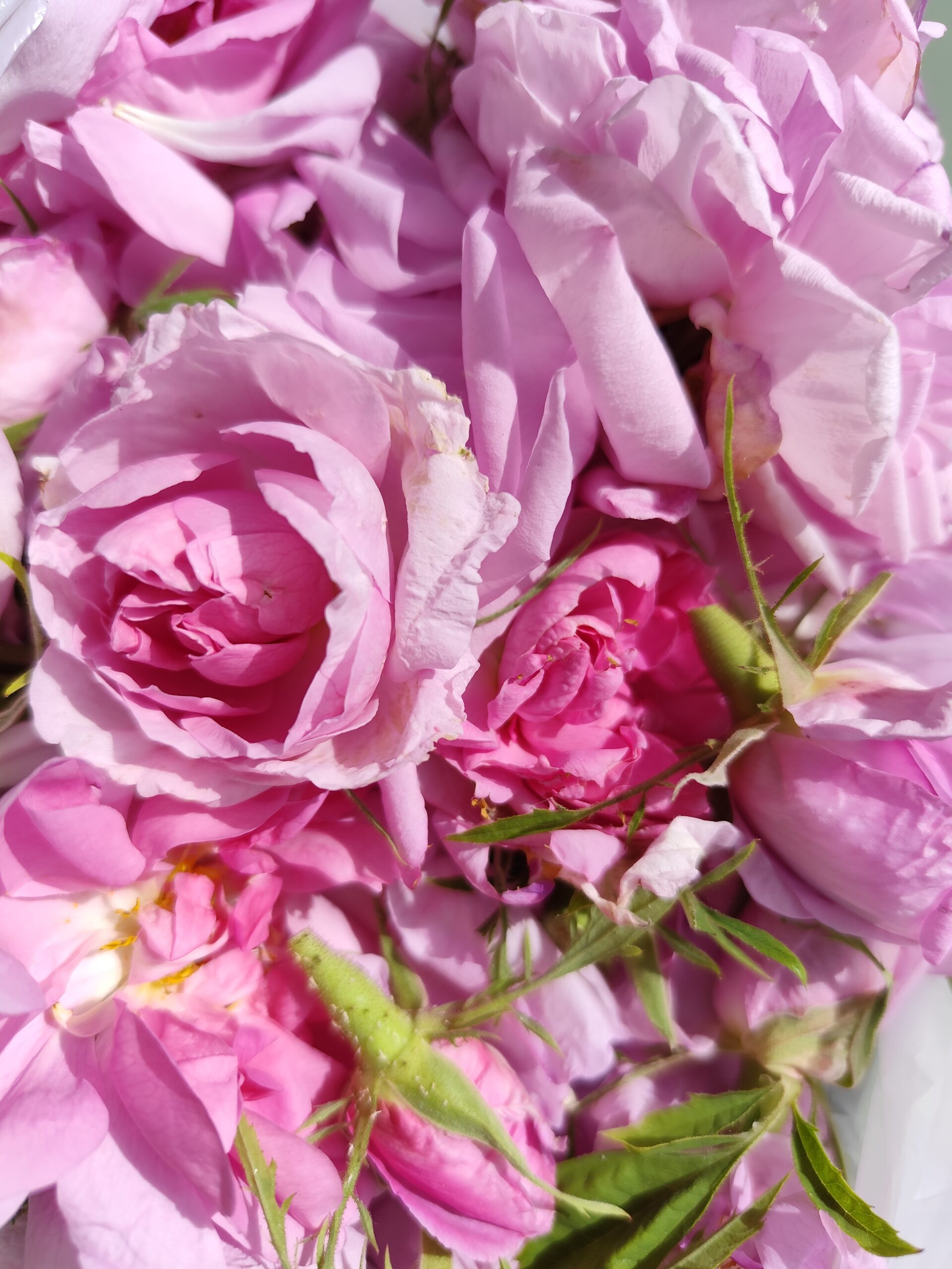 Hydrolat de camomille sauvage - Matricaria chamomilla